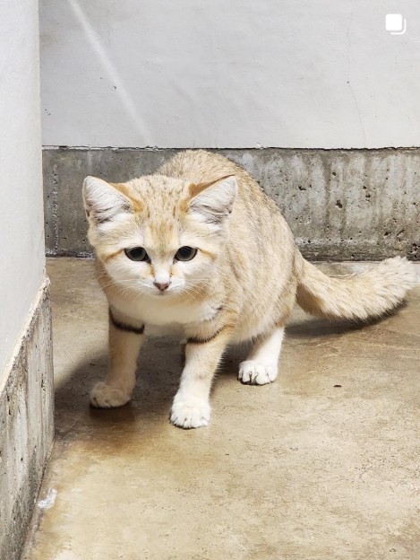 マツコの知らない世界で紹介された那須どうぶつ王国のスナネコ・マヌルネコ・野生の猫たち!