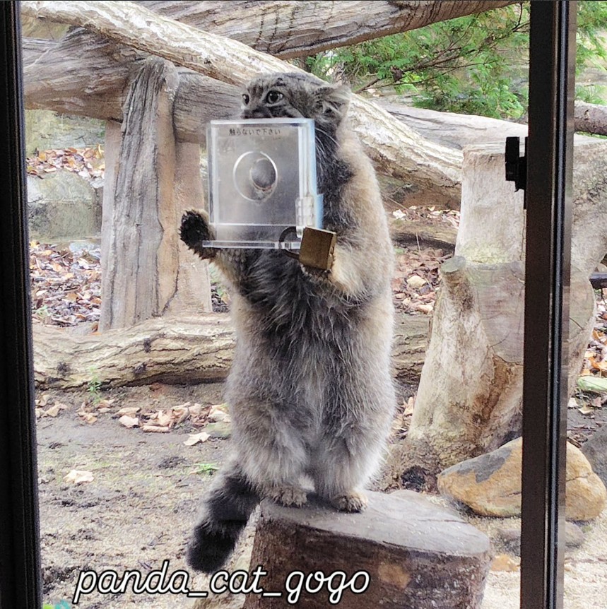 マツコの知らない世界で紹介された東山動物園のスナネコとマヌルネコ