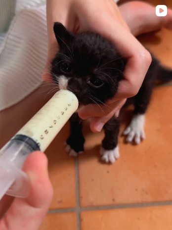 世界を救う!ワンにゃフル物語に登場した140匹の猫を保護した高校生の赤石朔さんの保護猫活動を紹介