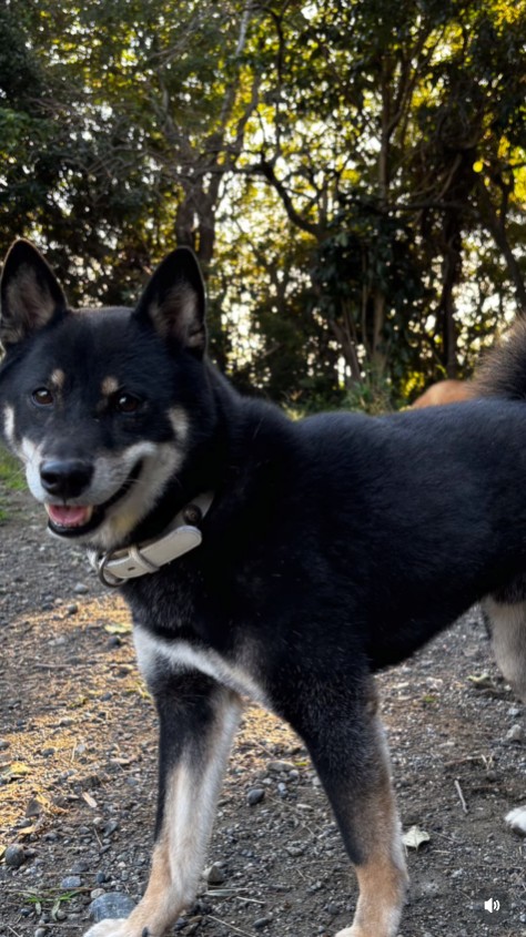 坂上どうぶつ王国で紹介された、噛みつき犬専用の保護施設・特定非営利活動法人わんずふりーに入所した犬