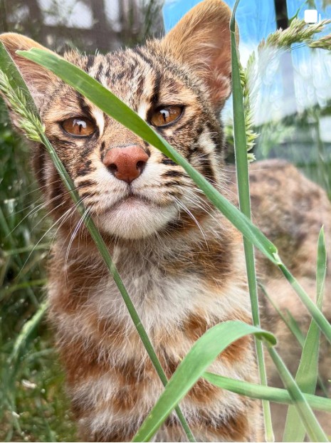 マツコの知らない世界で紹介された猫に会える那須どうぶつ王国の可愛い動物たち