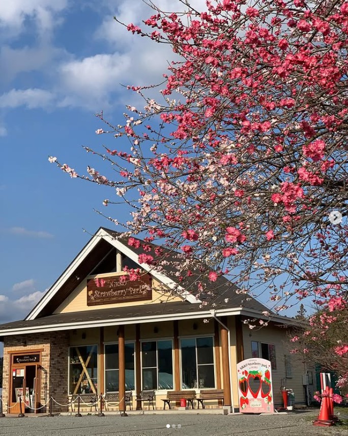 大使になりたいッ!で、けんしげひーが訪れたいちご狩り『日光ストロベリーーパーク』はここ！