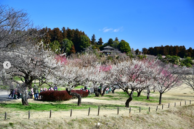 帰れマンデー！の茨城春の人気ルートで紹介された梅の花が美しい、日本三名園の一つ水戸 偕楽園の紹介